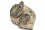 Jurassic Fossil Ammonite (Parkinsonia) Cluster - Germany #244480-3